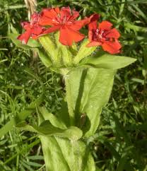 Attēlu rezultāti vaicājumam “Silene chalcedonica flower”
