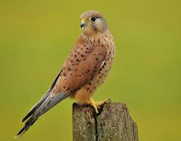 Attēlu rezultāti vaicājumam “Falco tinnunculus”