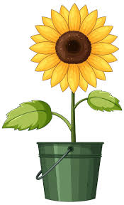 Image result for Sonnenblume