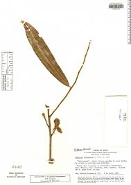 Image result for "Guatteria cinnamomea"