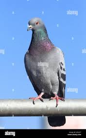 Attēlu rezultāti vaicājumam “Columba livia f. domestica adult”