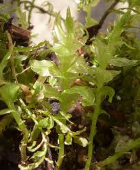 Attēlu rezultāti vaicājumam “Plagiomnium undulatum”