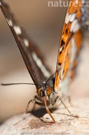 Attēlu rezultāti vaicājumam “Limenitis populi”