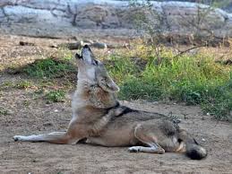 Image result for canis lupus arabs
