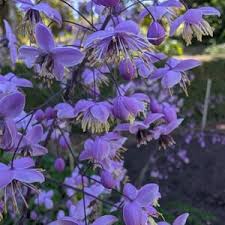 Attēlu rezultāti vaicājumam “Thalictrum flavum fruit”