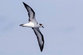 Image result for Pterodroma hasitata