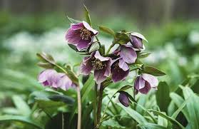 Image result for Christrose