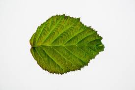 Attēlu rezultāti vaicājumam “Alnus incana leaf”