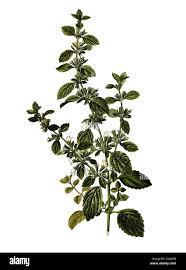 Image result for Melisse