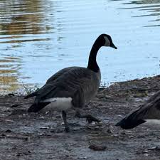 Image result for Branta canadensis