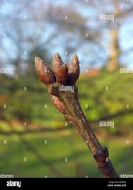 Attēlu rezultāti vaicājumam “Quercus rubra bud”