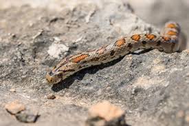 Attēlu rezultāti vaicājumam “Coronella austriaca adult”