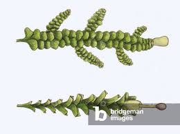 Attēlu rezultāti vaicājumam “Radula complanata”
