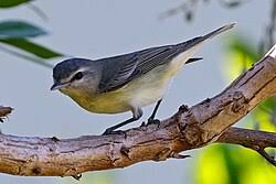 Image result for Vireo philadelphicus