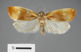 Attēlu rezultāti vaicājumam “Eulia ministrana”