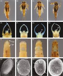 Attēlu rezultāti vaicājumam “Heptagenia sulphurea female”