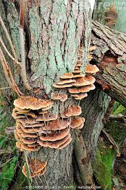 Attēlu rezultāti vaicājumam “Inonotus radiatus”