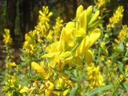 Image result for Genista tinctoria