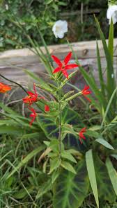 Attēlu rezultāti vaicājumam “Silene viscaria leaf”