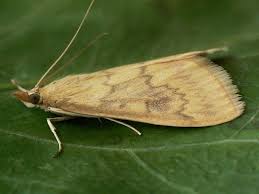 Attēlu rezultāti vaicājumam “Ostrinia nubilalis”