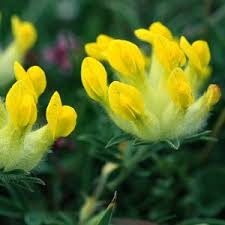 Attēlu rezultāti vaicājumam “Anthyllis maritima”