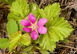 Attēlu rezultāti vaicājumam “Rubus arcticus flower”