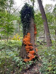 Attēlu rezultāti vaicājumam “Laetiporus sulphureus”