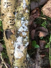 Attēlu rezultāti vaicājumam “Exidia thuretiana”