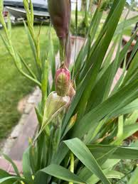 Attēlu rezultāti vaicājumam “Gladiolus imbricatus bud”
