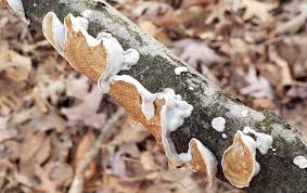 Attēlu rezultāti vaicājumam “Diderma ochraceum macro”