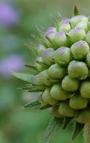 Attēlu rezultāti vaicājumam “Succisa pratensis bud”