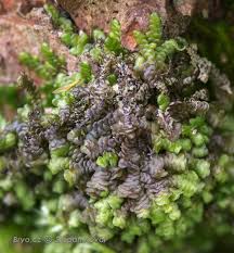 Attēlu rezultāti vaicājumam “Frullania dilatata”