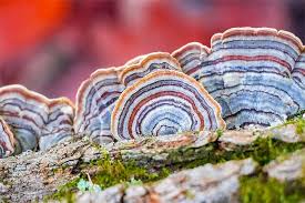 Attēlu rezultāti vaicājumam “Trametes versicolor”