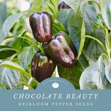 Afbeeldingsresultaat voor chocolate beauty sweet pepper