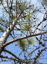 Attēlu rezultāti vaicājumam “Lachnellula willkommii”