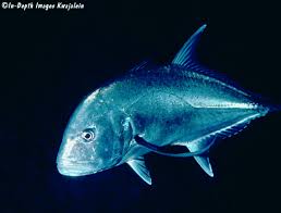 Image result for Caranx ignobilis