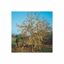 Attēlu rezultāti vaicājumam “Malus x zumi”