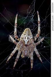 Attēlu rezultāti vaicājumam “Araneus angulatus”