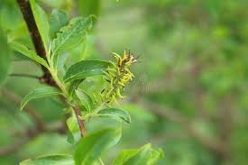 Attēlu rezultāti vaicājumam “Salix myrsinifolia male flower”
