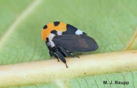 Attēlu rezultāti vaicājumam “Membracidae”
