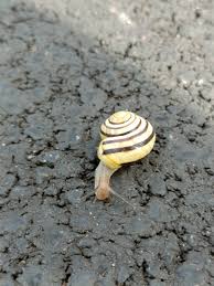 Attēlu rezultāti vaicājumam “Cepaea hortensis”