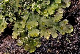 Attēlu rezultāti vaicājumam “Riccardia palmata”