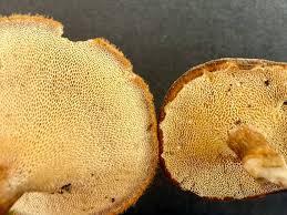 Attēlu rezultāti vaicājumam “Basidiodendron”