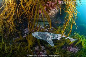 Image result for Cephaloscyllium laticeps