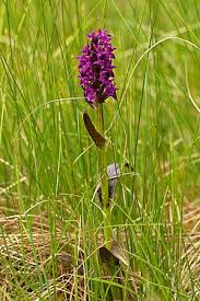 Attēlu rezultāti vaicājumam “Dactylorhiza cruenta leaf”