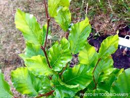 Attēlu rezultāti vaicājumam “Fagus sylvatica”
