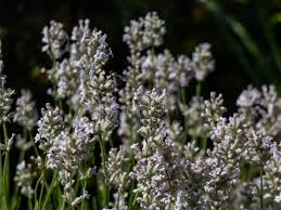 Attēlu rezultāti vaicājumam “Lavandula angustifolia bud”