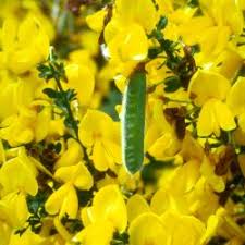 Attēlu rezultāti vaicājumam “Cytisus scoparius leaf”