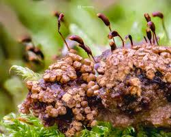 Attēlu rezultāti vaicājumam “Trichia erecta macro”