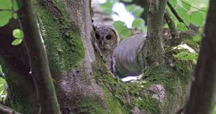 Attēlu rezultāti vaicājumam “Strix aluco juvenile”